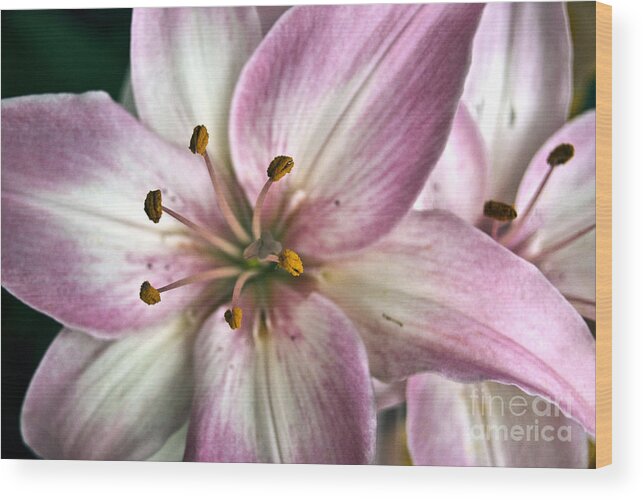 Agriculture Wood Print featuring the digital art Pink Asiatic Lily #1 by Danielle Summa
