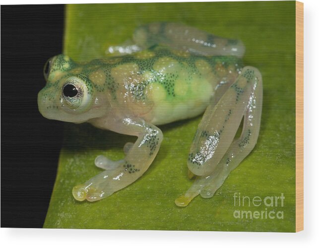 Reticulated Glass Frog Wood Print featuring the photograph Reticulated Glass Frog #1 by Dante Fenolio