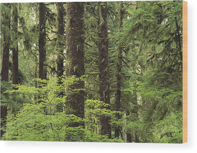Mp Wood Print featuring the photograph Temperate Rainforest, Queets River #1 by Gerry Ellis