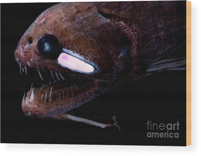 Threadfin Dragonfish Wood Print featuring the photograph Threadfin Dragonfish #1 by Dant Fenolio