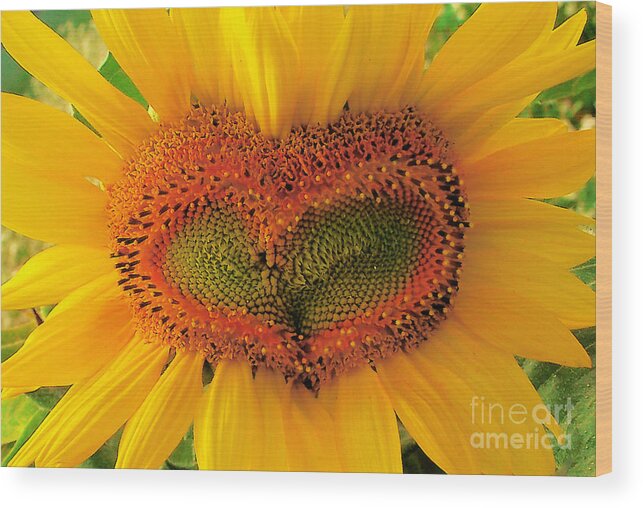 Sunflower Wood Print featuring the photograph Wild heart #1 by Gina Signore