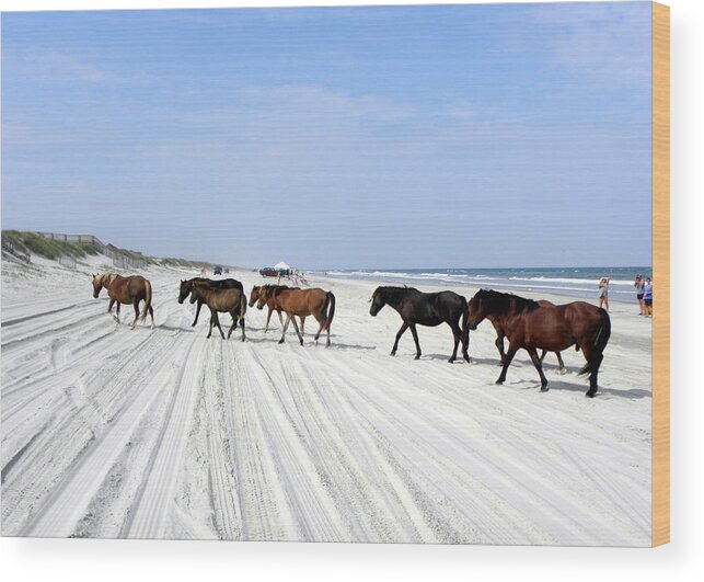 Spanish Wood Print featuring the photograph Wild Spanish Mustangs of the Outer Banks NC #1 by Kim Galluzzo