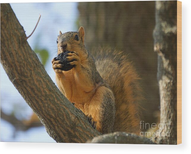 Birds Wood Print featuring the photograph Squirrel #18 by Lori Tordsen