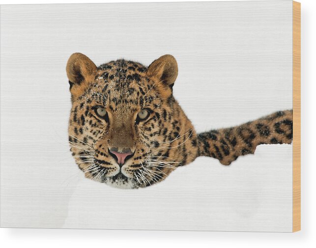 Amur Wood Print featuring the photograph Amur Leopard in Snow #2 by D Robert Franz