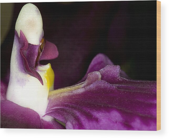 Orchid Wood Print featuring the photograph Orchid Flower Bloom #2 by C Ribet