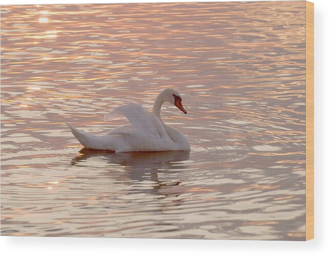 Animal Wood Print featuring the photograph Swan in the lake #2 by Odon Czintos