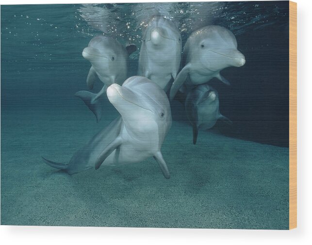 00087619 Wood Print featuring the photograph Bottlenose Dolphin Underwater Pair #3 by Flip Nicklin