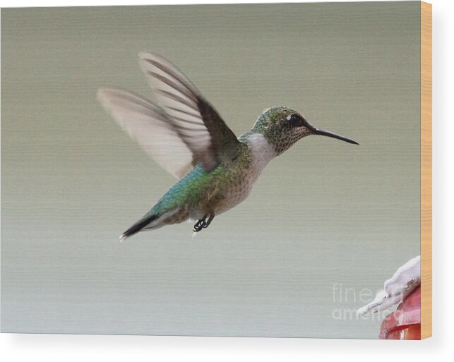 Hummingbird Wood Print featuring the photograph Hummingbird #38 by Lori Tordsen