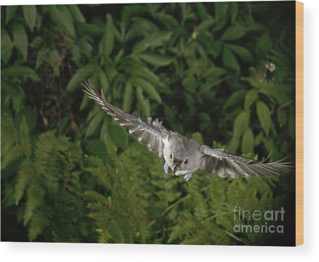 Songbirds Wood Print featuring the photograph Tufted Titmouse In Flight #5 by Ted Kinsman