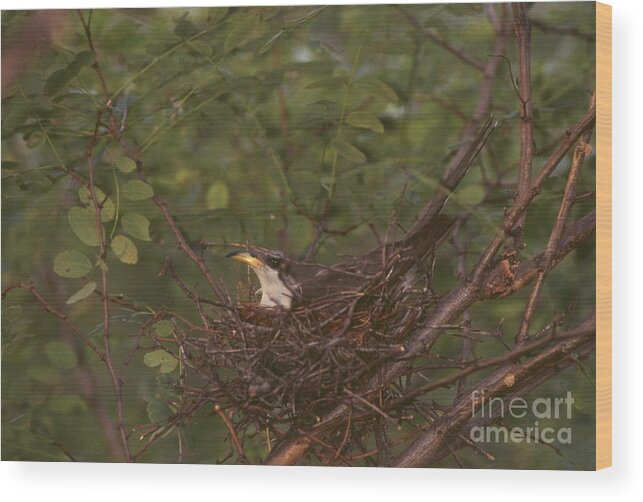 Nature Wood Print featuring the photograph Yellow-billed Cuckoo #5 by Jack R Brock