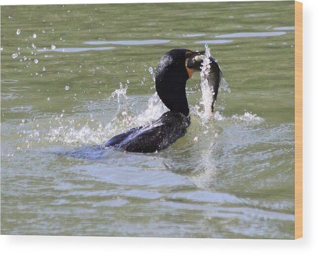 Cormorant Wood Print featuring the photograph A Fresh Meal by Shane Bechler