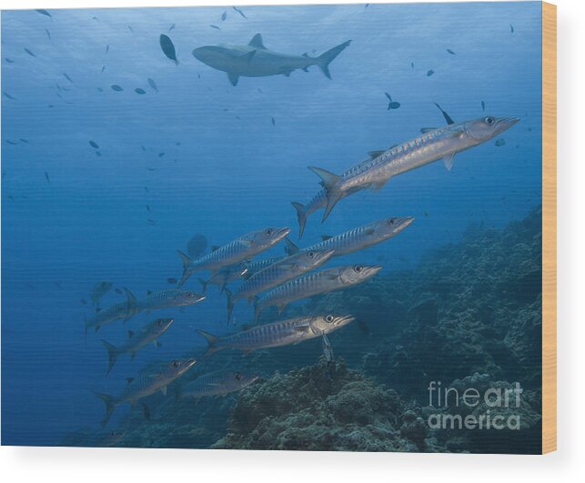 English Reef Wood Print featuring the photograph A School Of Pickhandle Barracuda, Papua by Steve Jones