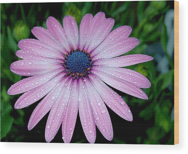Flower Wood Print featuring the photograph After A Sprinkle by Cathy Kovarik