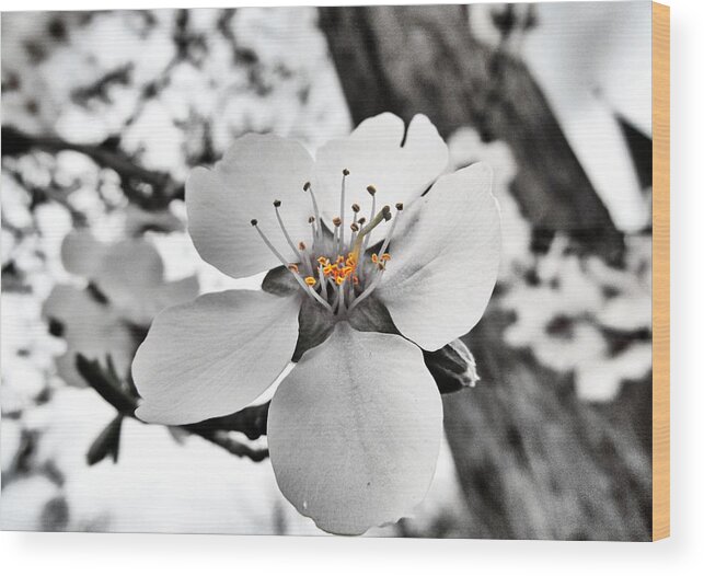 Almond Wood Print featuring the photograph Almond Blossom by Marianna Mills