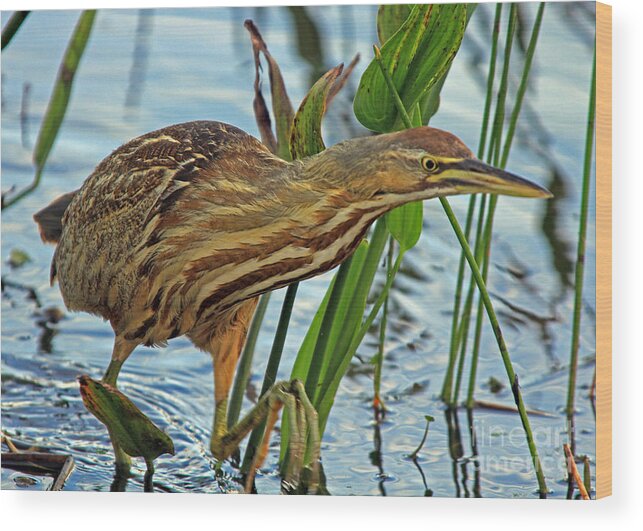 Bittern Wood Print featuring the photograph American Bittern by Larry Nieland