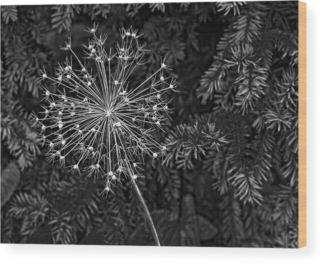 Flower Wood Print featuring the photograph Anatomy of a Flower monochrome 2 by Steve Harrington