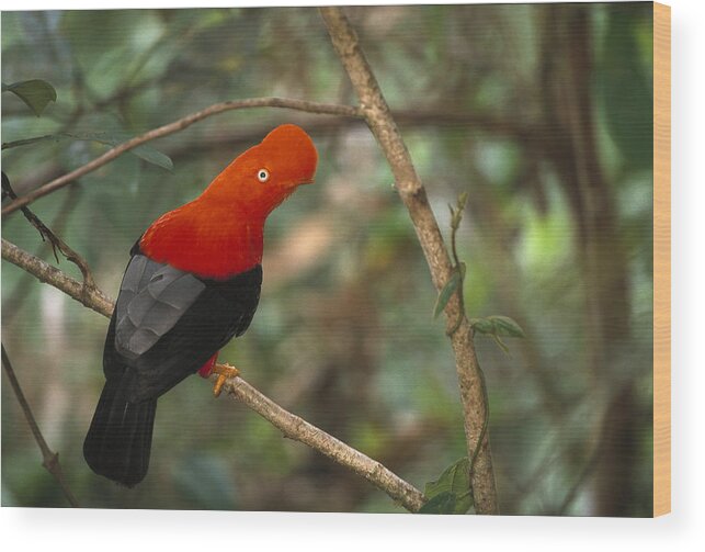Mp Wood Print featuring the photograph Andean Cock-of-the-rock Rupicola by Pete Oxford