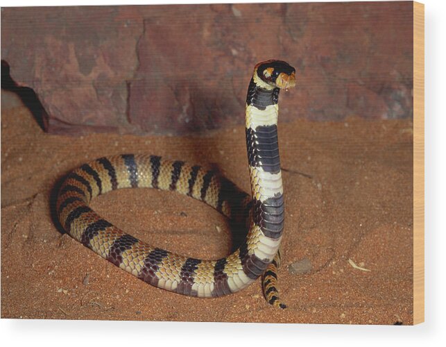 00511465 Wood Print featuring the photograph Angolan Coral Snake Africa by Michael and Patricia Fogden