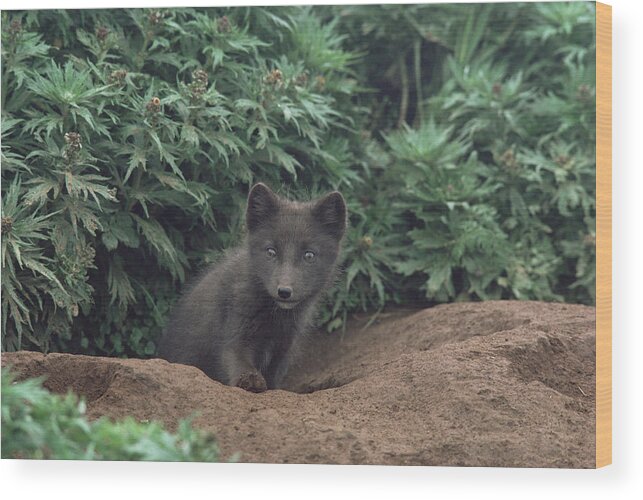 Mp Wood Print featuring the photograph Arctic Fox Alopex Lagopus Pup At Burrow by Gerry Ellis