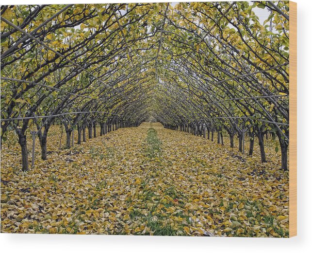 Landscape Wood Print featuring the photograph Asian pear trees by Sami Martin