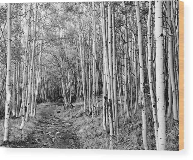 Aspen Wood Print featuring the photograph Aspen Forest by Farol Tomson