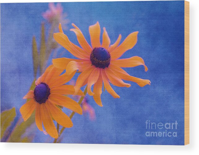 black Eyed Susan Wood Print featuring the photograph Attachement - s11at01d by Variance Collections