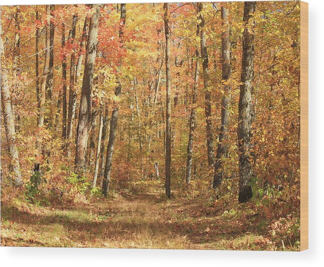 Autumn Wood Print featuring the photograph Autumn in Minnesota by Penny Meyers