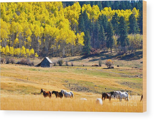 Horses Wood Print featuring the photograph Autumn In Pagosa by Johanne Peale