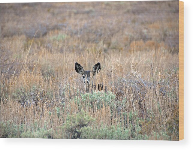Deer Wood Print featuring the photograph Babe in Hiding by Lynn Bauer