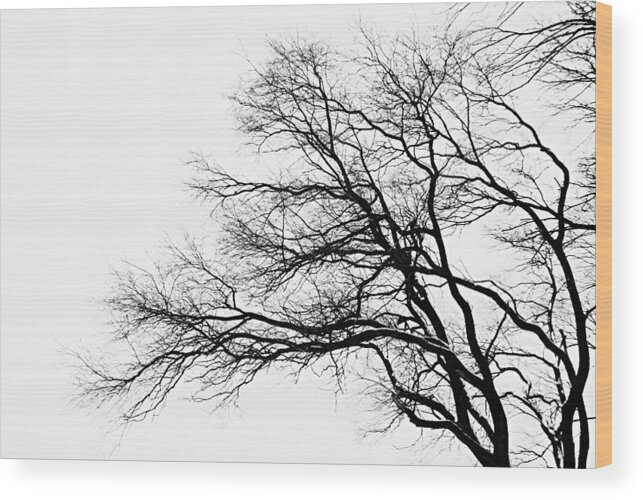 Photography Wood Print featuring the photograph Bare Tree Silhouette by Larry Ricker
