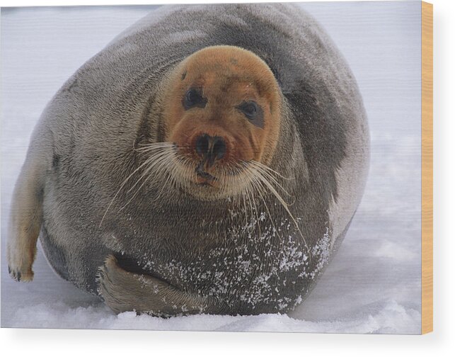 Mp Wood Print featuring the photograph Bearded Seal Erignathus Barbatus Adult by Flip Nicklin