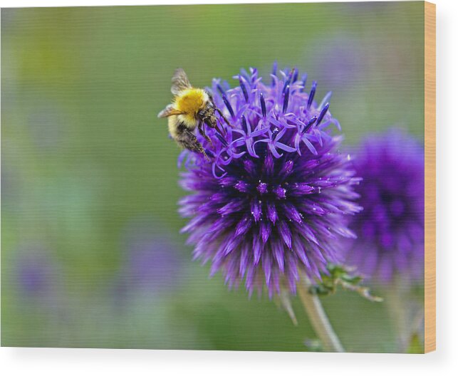 Bee Wood Print featuring the photograph Bee on garden flower by David Freuthal