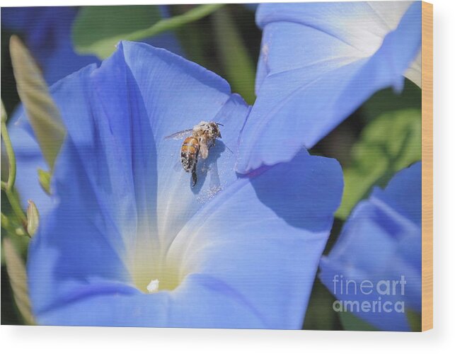 Flowers Wood Print featuring the photograph Bee Pollen by Ken Williams