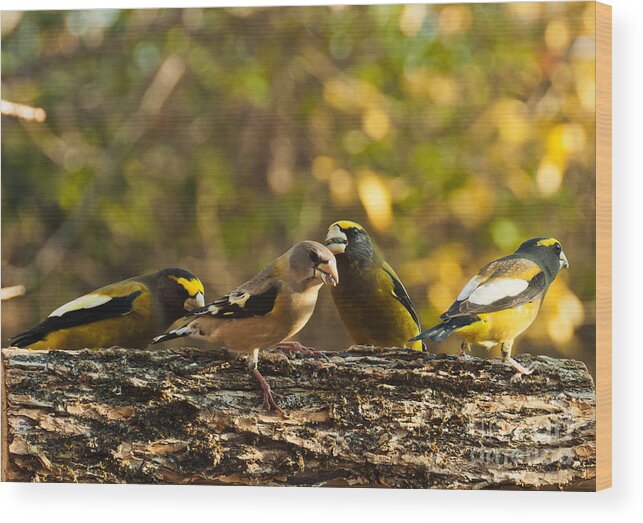 Grosbeaks Wood Print featuring the photograph Birds of Yellow by Cheryl Baxter
