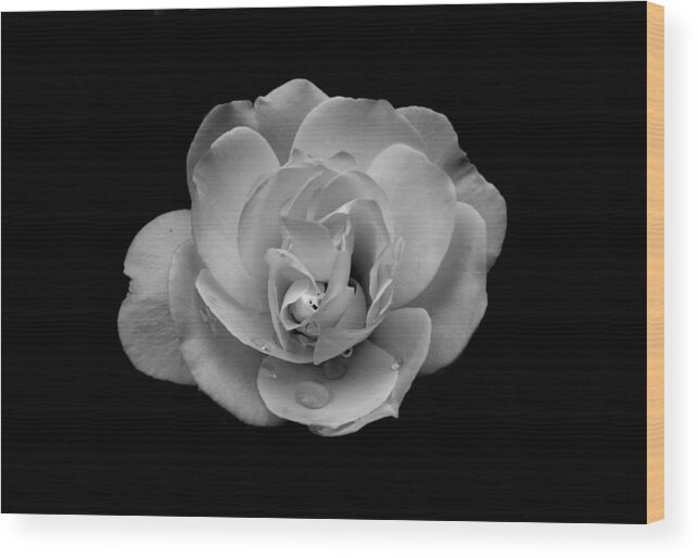 Black And White Wood Print featuring the photograph Black and White Rose by Scott Brown