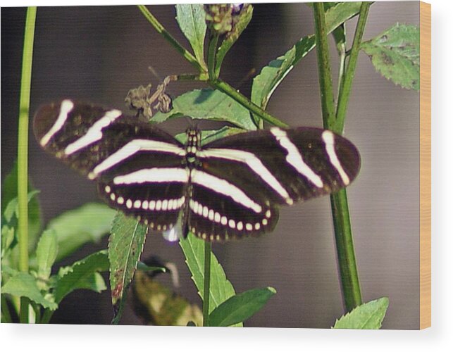 Black Butterfly Wood Print featuring the photograph Black Butterfly by Joe Faherty