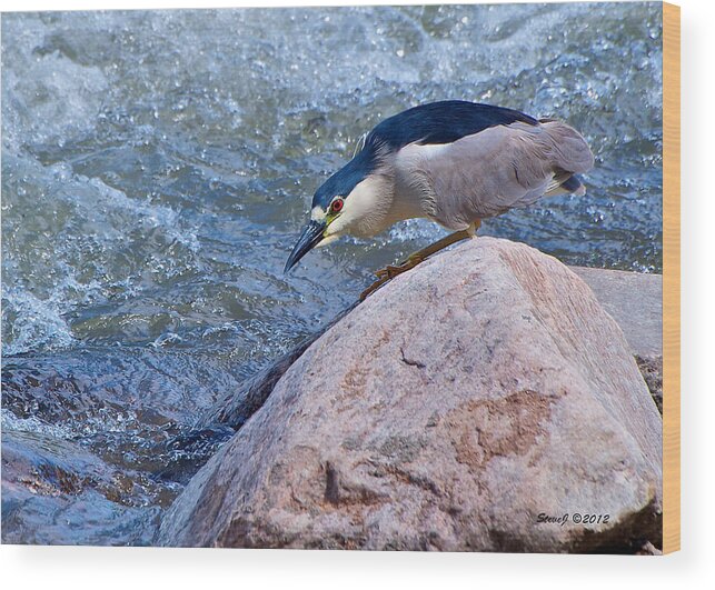 Heron Wood Print featuring the photograph Black Crowned Night Heron by Stephen Johnson