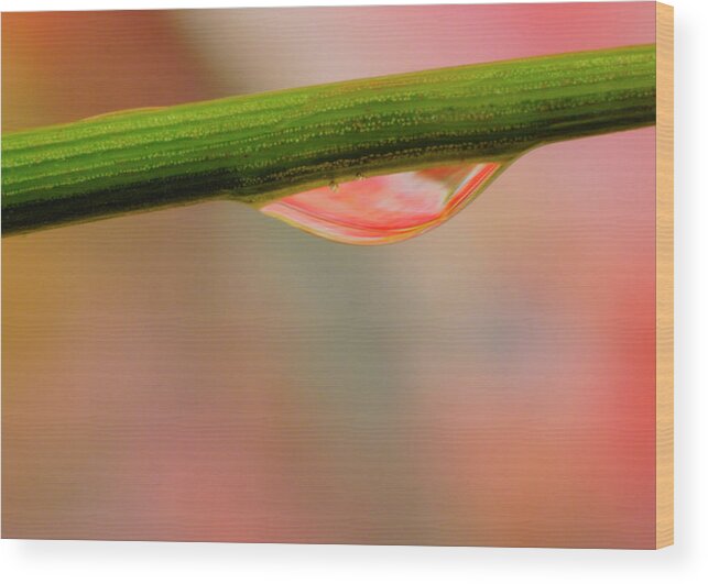 Drop Wood Print featuring the photograph Blade Drop by Arthur Fix