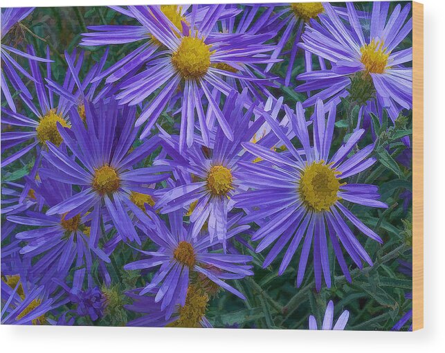  Blue Wood Print featuring the digital art Blue Asters by Charles Muhle
