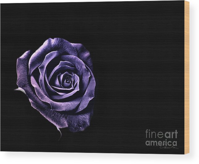 Flower Wood Print featuring the photograph Blue Rose by Danuta Bennett
