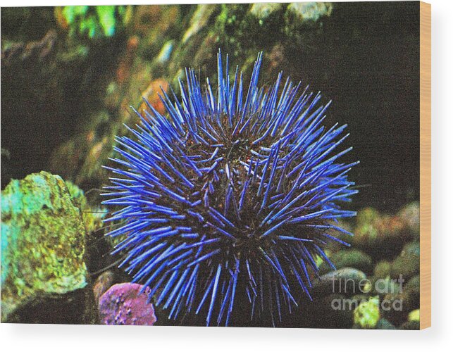 Salt Water Wood Print featuring the photograph Blue sea urchin 2 by Frank Larkin