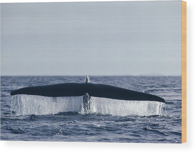 00080927 Wood Print featuring the photograph Blue Whale Tail In Sea Of Cortez Mexico by Flip Nicklin