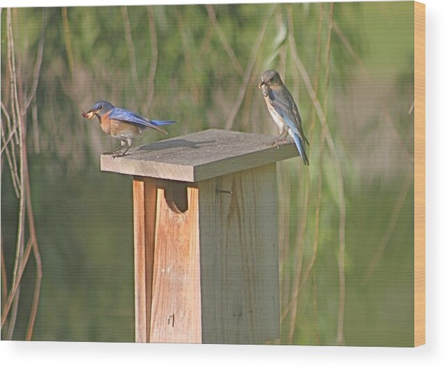 Bluebirds Wood Print featuring the photograph Bluebird Snack Time by Jeanne Juhos