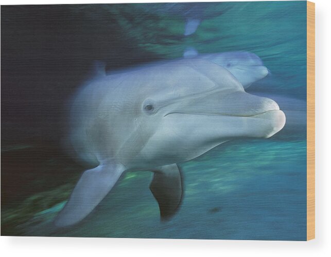 00127180 Wood Print featuring the photograph Bottlenose Dolphin Pair Swimming Hawaii by Flip Nicklin