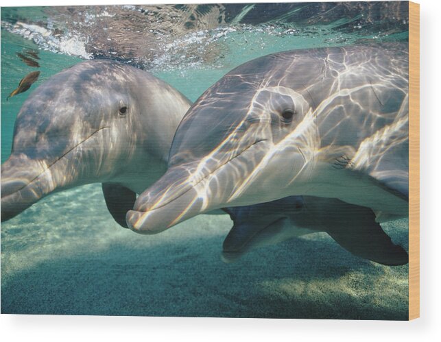 00087645 Wood Print featuring the photograph Bottlenose Dolphin Underwater Pair by Flip Nicklin