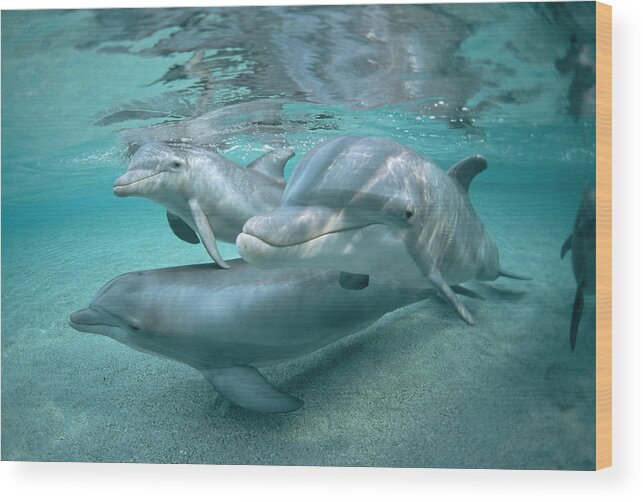 00087604 Wood Print featuring the photograph Bottlenose Dolphin Underwater Trio by Flip Nicklin