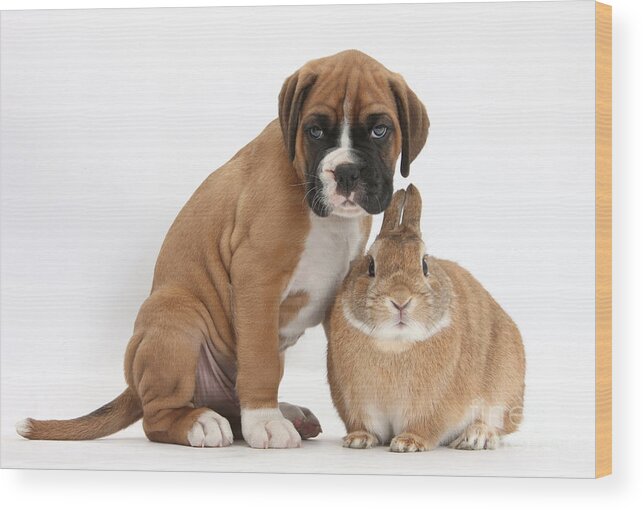 Nature Wood Print featuring the photograph Boxer Puppy And Netherland-cross Rabbit by Mark Taylor