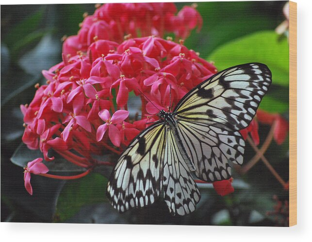 Butterfly Wood Print featuring the photograph Bright and Beautiful by Amee Cave
