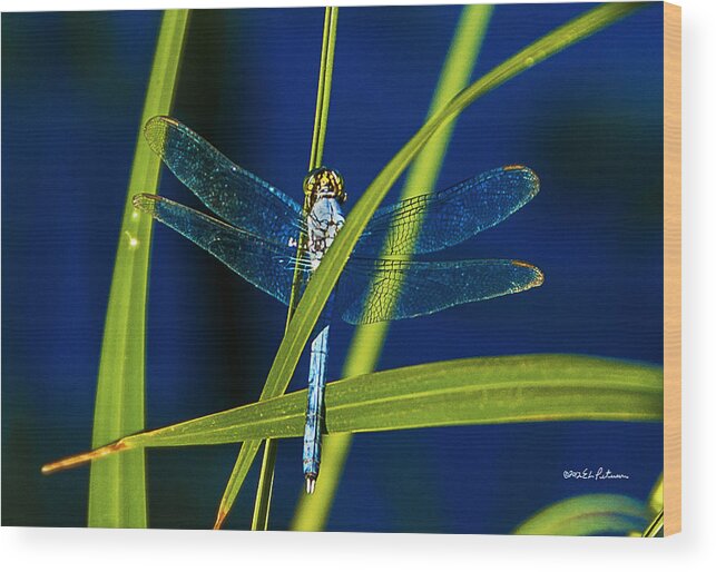 Heron Haven Wood Print featuring the photograph Brilliant Dragon Fly by Ed Peterson