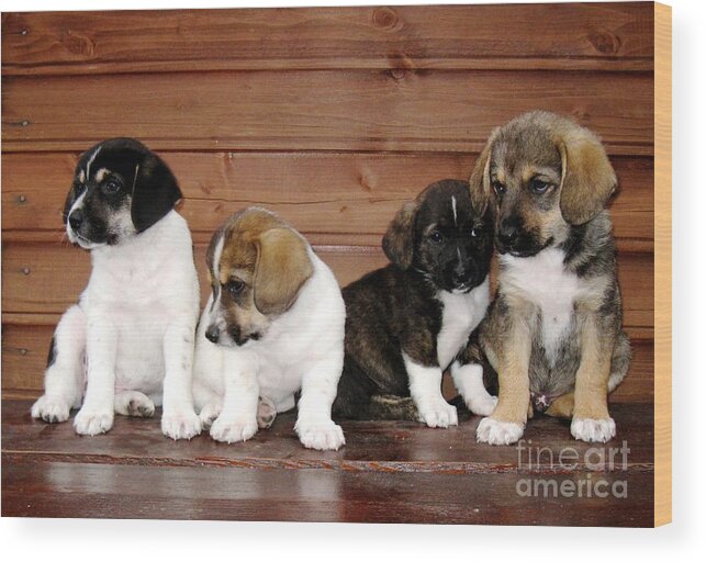Dogs Wood Print featuring the photograph Brothers Puppies by Amalia Suruceanu